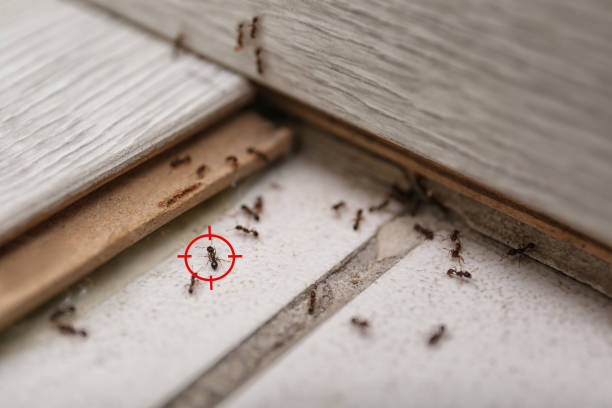 Best Best Pest Control Companies  in West Milton, OH